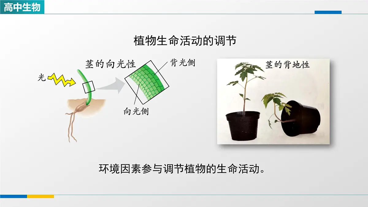 人教版高中生物选修1 5-4《环境因素参与调节植物的生命活动(第一课时)》课件第2页