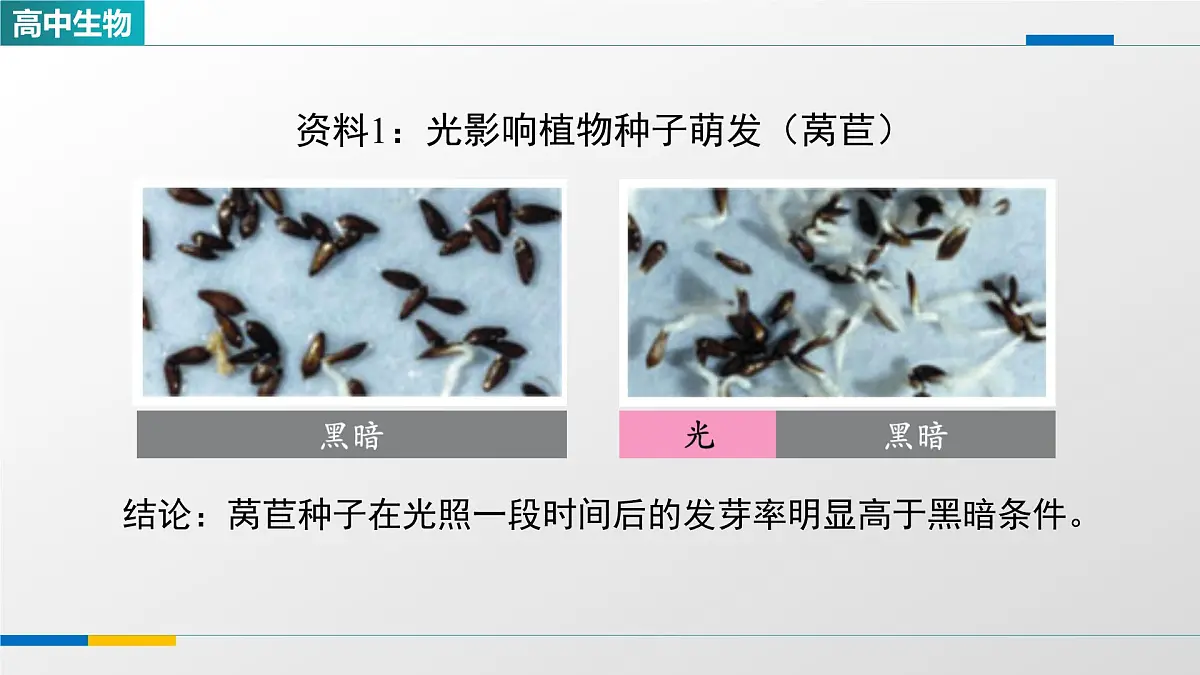 人教版高中生物选修1 5-4《环境因素参与调节植物的生命活动(第一课时)》课件第4页