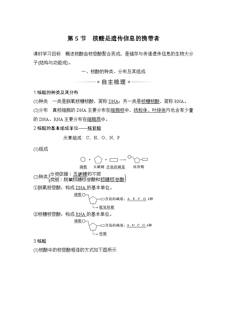 第5节 核酸是遗传信息的携带者 学案高中生物学人教版(2019)必修1第1页