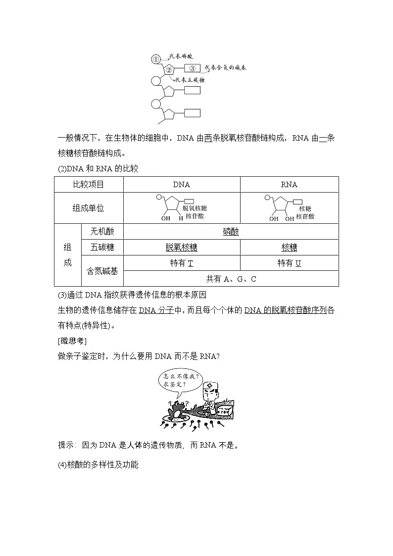 第5节 核酸是遗传信息的携带者 学案高中生物学人教版(2019)必修1第2页