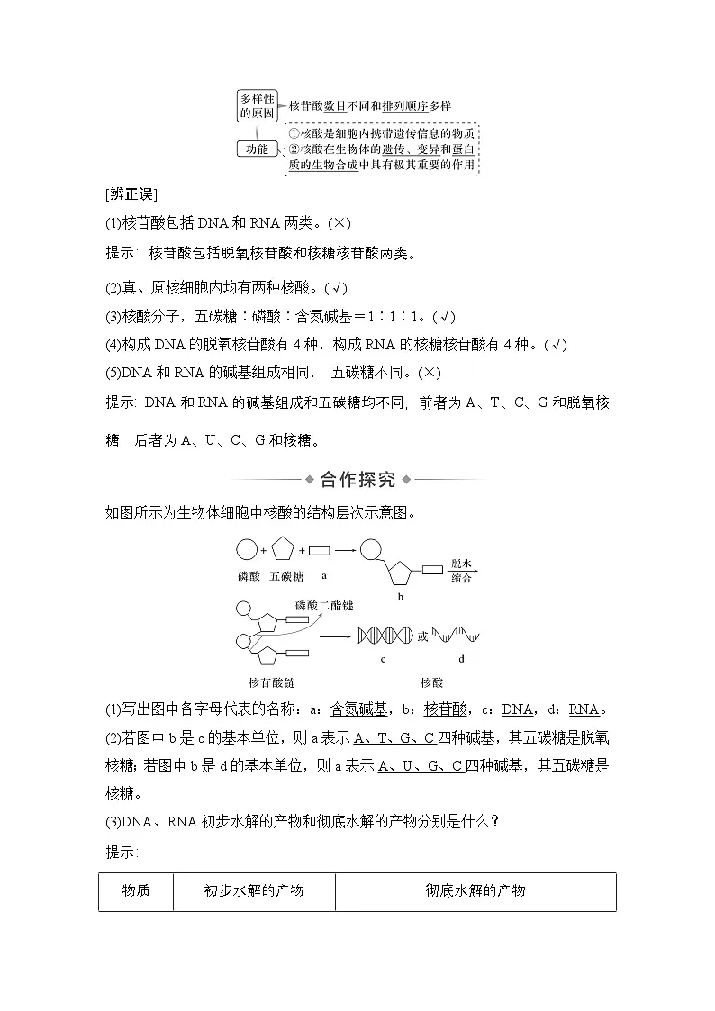 第5节 核酸是遗传信息的携带者 学案高中生物学人教版(2019)必修1第3页