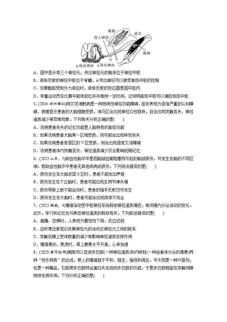 【备考2026】高考生物一轮复习资源:第8单元 课时练35 神经系统的分级调节及人脑的高级功能(课时精练)(学生版)第2页