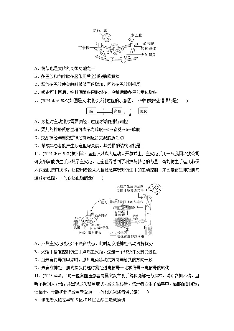 【备考2026】高考生物一轮复习资源:第8单元 课时练35 神经系统的分级调节及人脑的高级功能(课时精练)(学生版)第3页