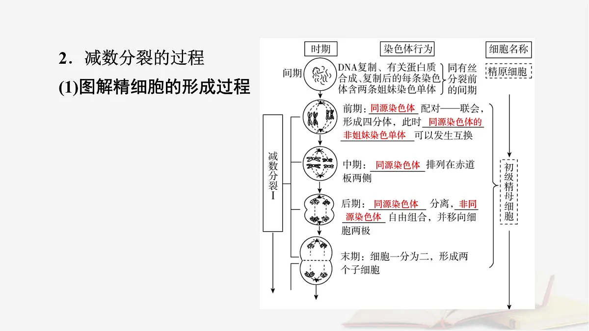 2026届高考生物一轮总复习必修1第4单元细胞的生命历程第2讲细胞的减数分裂和受精作用课件第8页