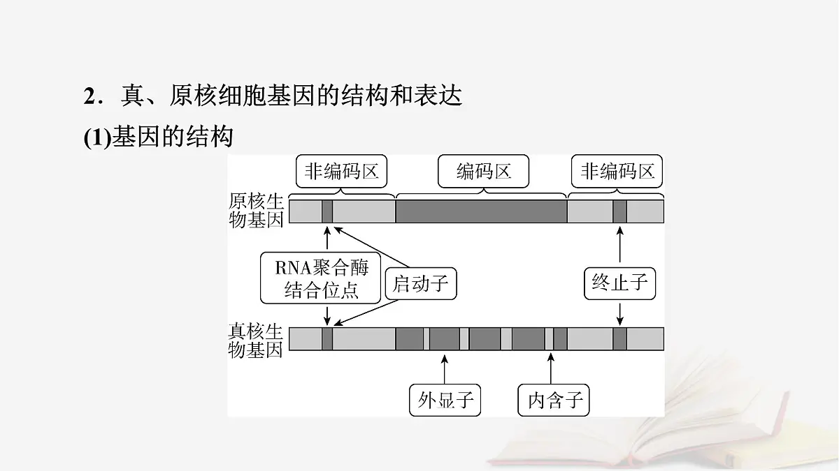 2026届高考生物一轮总复习必修2微专题9冈崎片段和基因表达的调控课件第4页