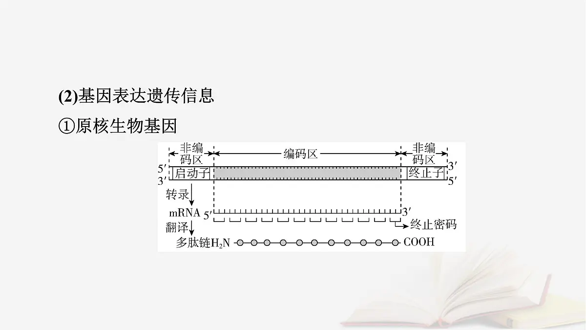 2026届高考生物一轮总复习必修2微专题9冈崎片段和基因表达的调控课件第5页