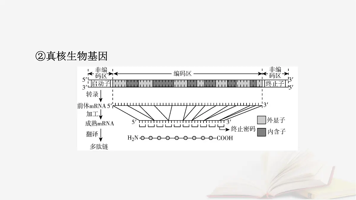2026届高考生物一轮总复习必修2微专题9冈崎片段和基因表达的调控课件第6页