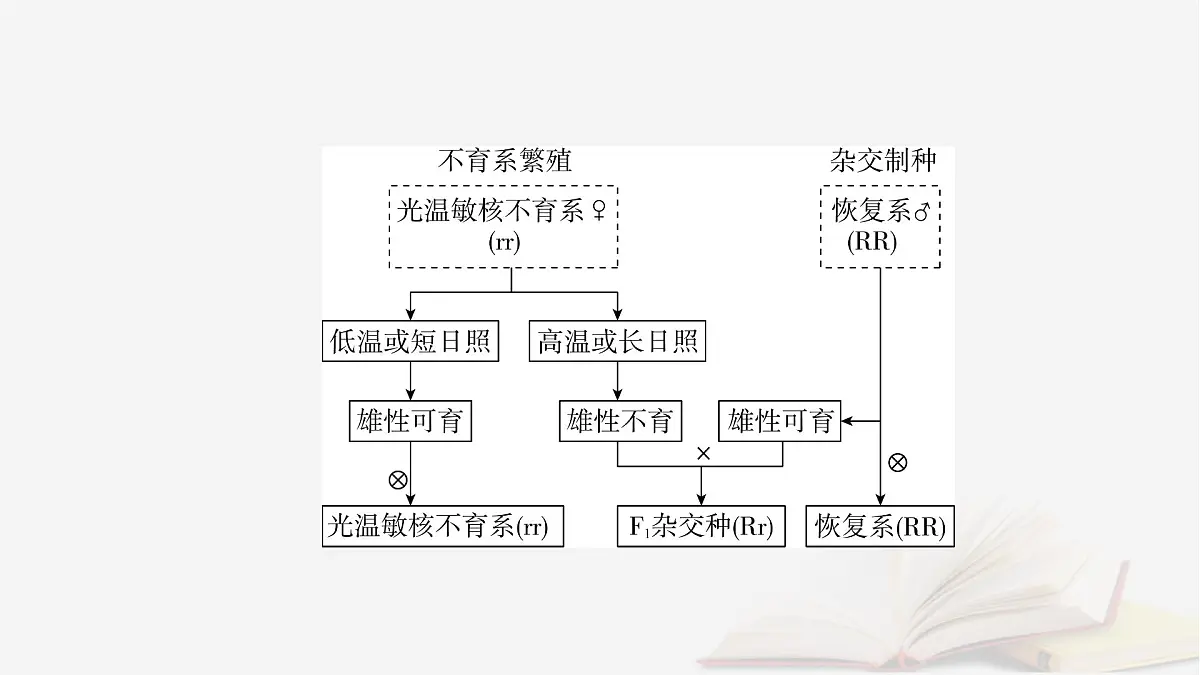 2026届高考生物一轮总复习必修2热点拓展3雄性不育与三系法两系法杂交育种课件第5页