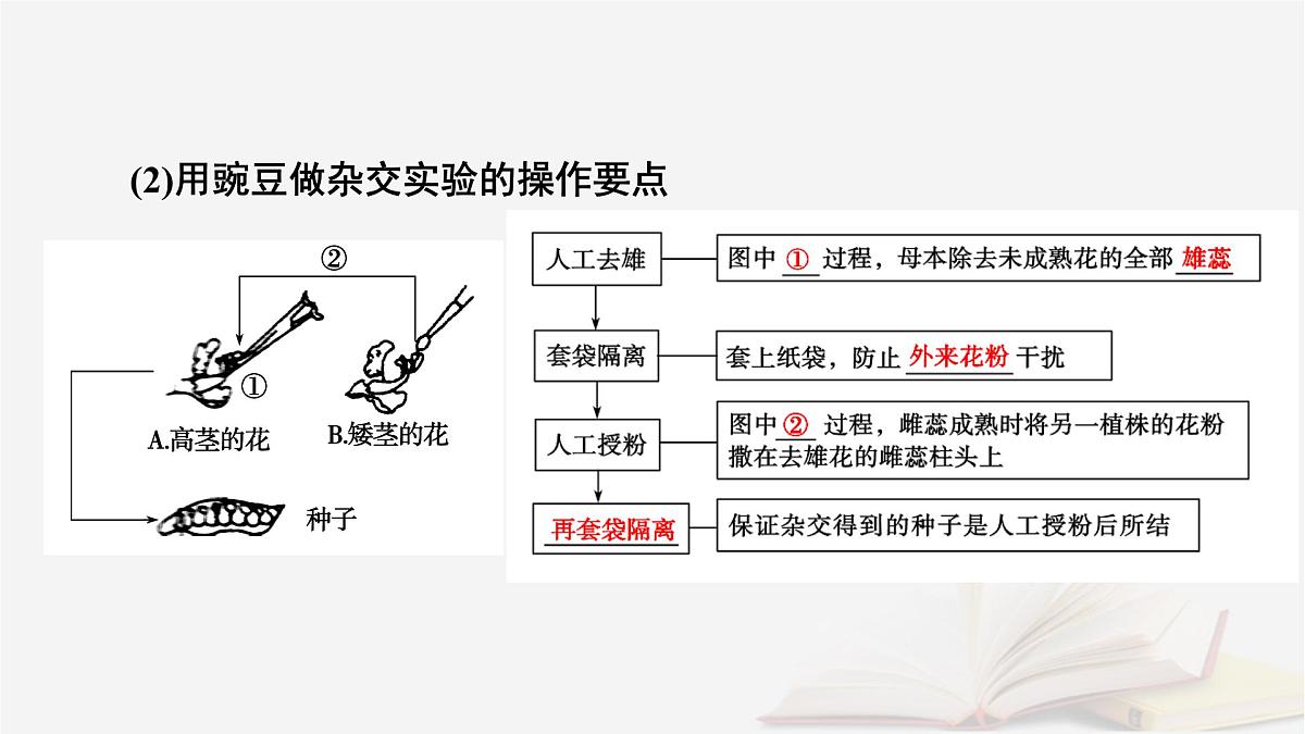 2026届高考生物一轮总复习必修2第5单元孟德尔定律和伴性遗传第1讲基因的分离定律课件第7页