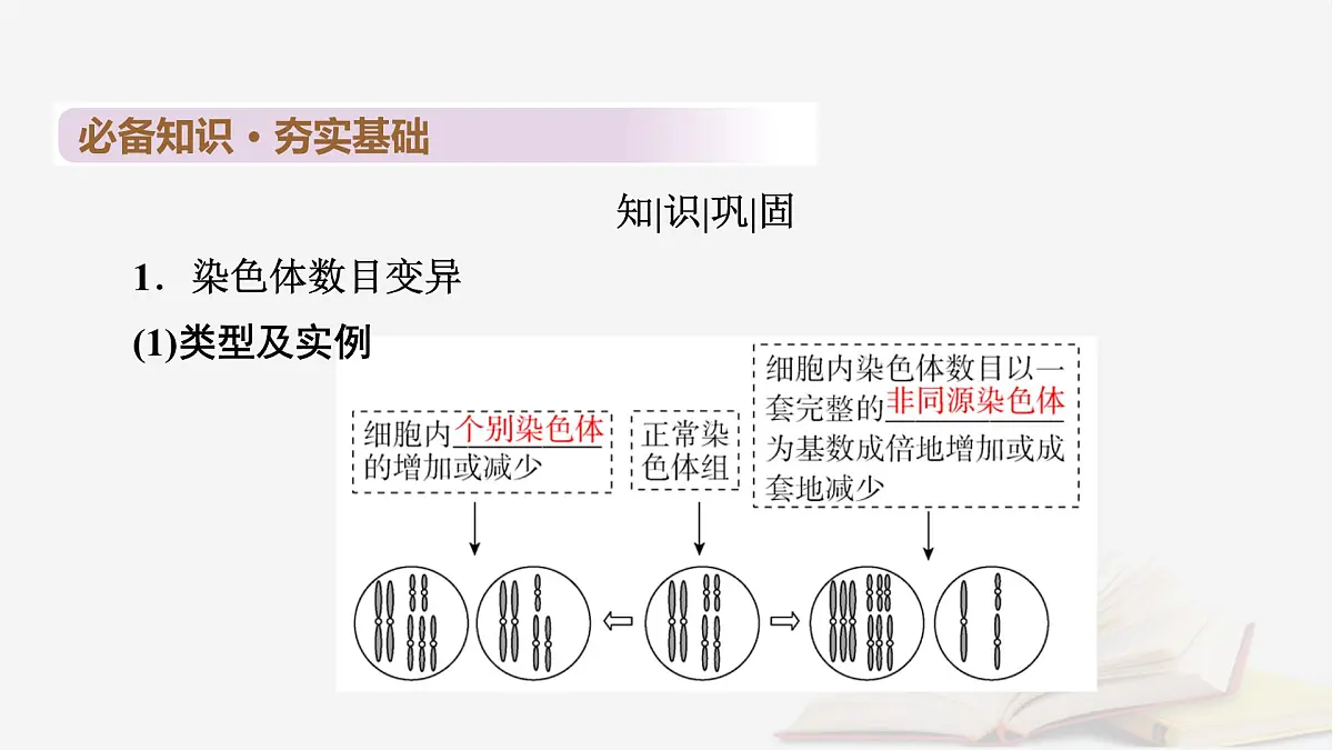 2026届高考生物一轮总复习必修2第7单元生物的变异育种与进化第2讲染色体变异及其应用课件第7页