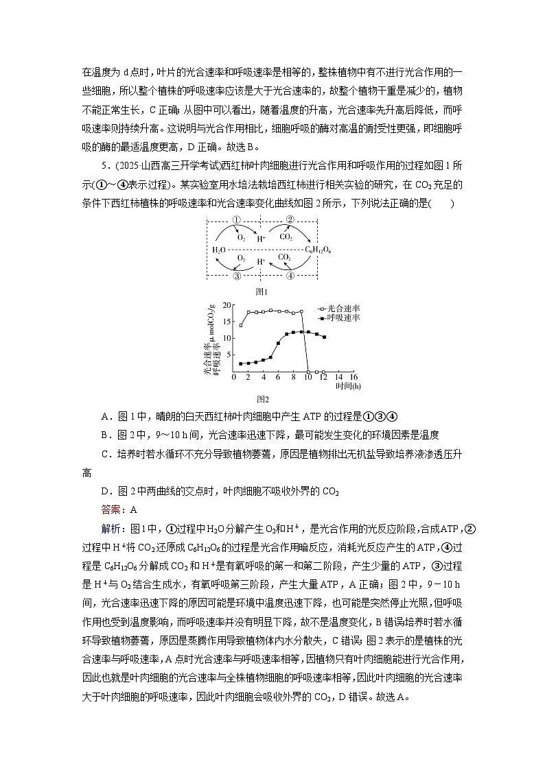 2026届高考生物一轮总复习提能训练练案14光合作用和细胞呼吸的关系第3页