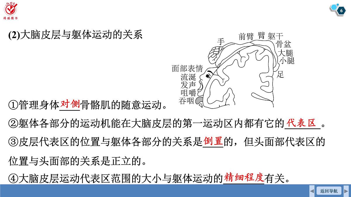 高考生物【一轮复习】课件 第八单元 第36课时 神经系统的分级调节和人脑的高级功能第6页
