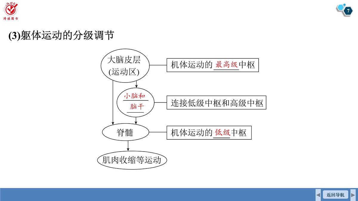 高考生物【一轮复习】课件 第八单元 第36课时 神经系统的分级调节和人脑的高级功能第7页
