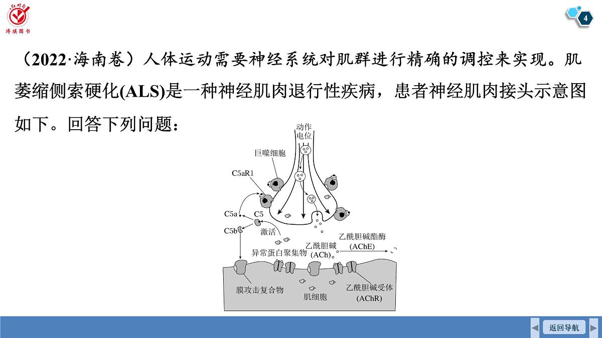 高考生物【一轮复习】课件 第八单元 长句表达(三)个体稳态与调节的相关物质变化及机理分析第4页