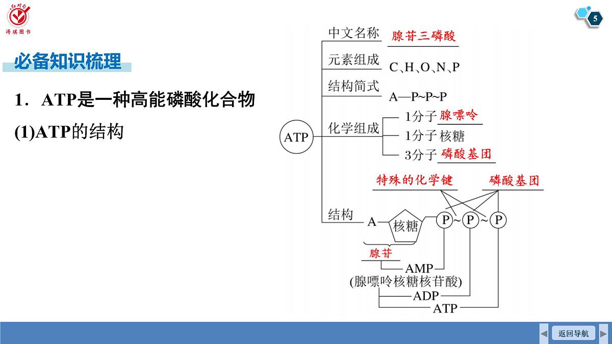 高考生物【一轮复习】课件 第三单元 第一十二课时 细胞的能量“货币”ATP第5页