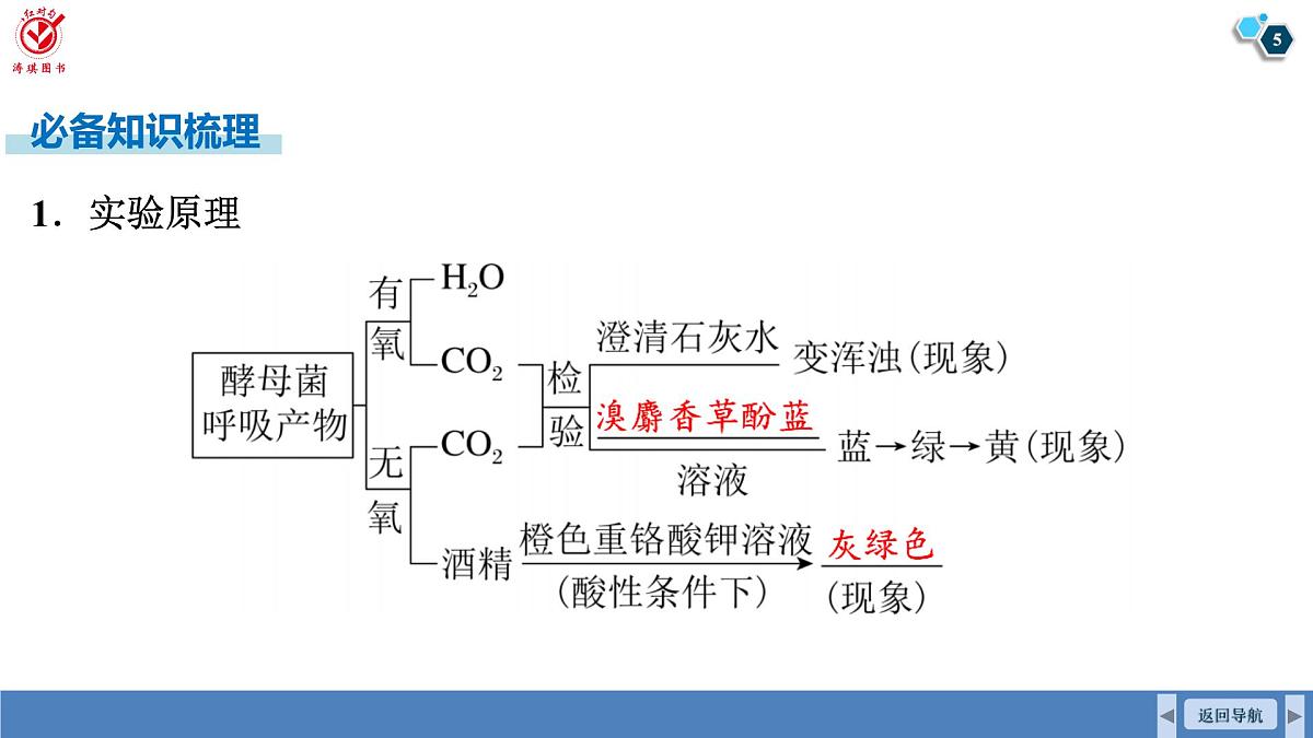 高考生物【一轮复习】课件 第三单元 第一十三课时 细胞呼吸的原理及应用第5页