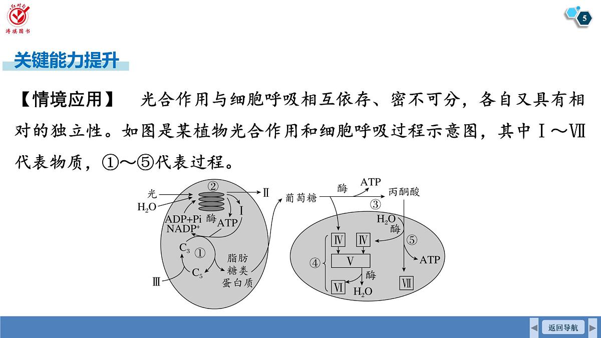 高考生物【一轮复习】课件 第三单元 第一十六课时 光合作用和细胞呼吸的综合分析第5页