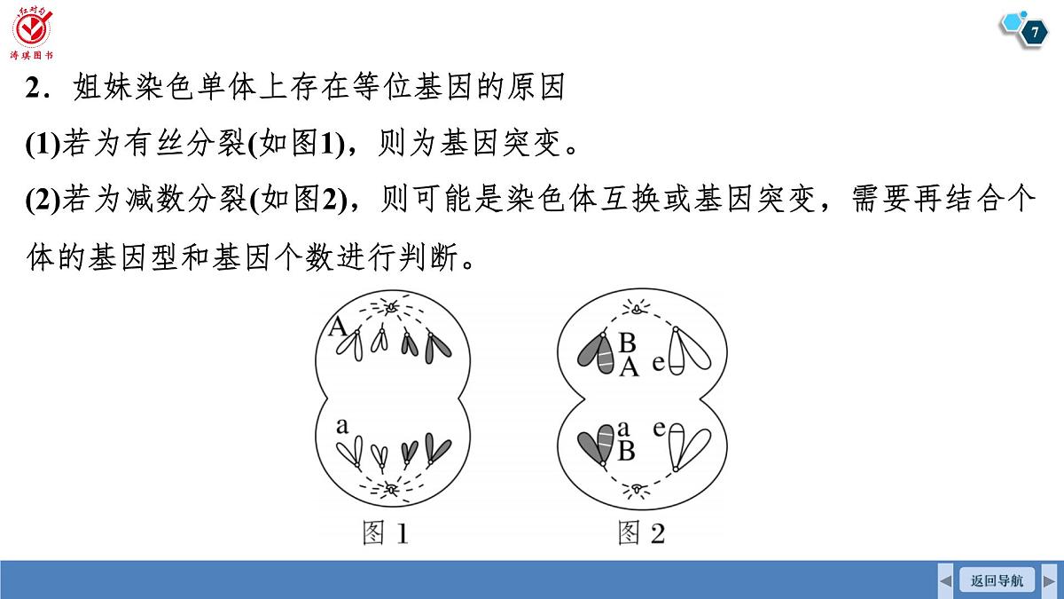 高考生物【一轮复习】课件 第四单元 微专题二 减数分裂与可遗传变异的关系第7页