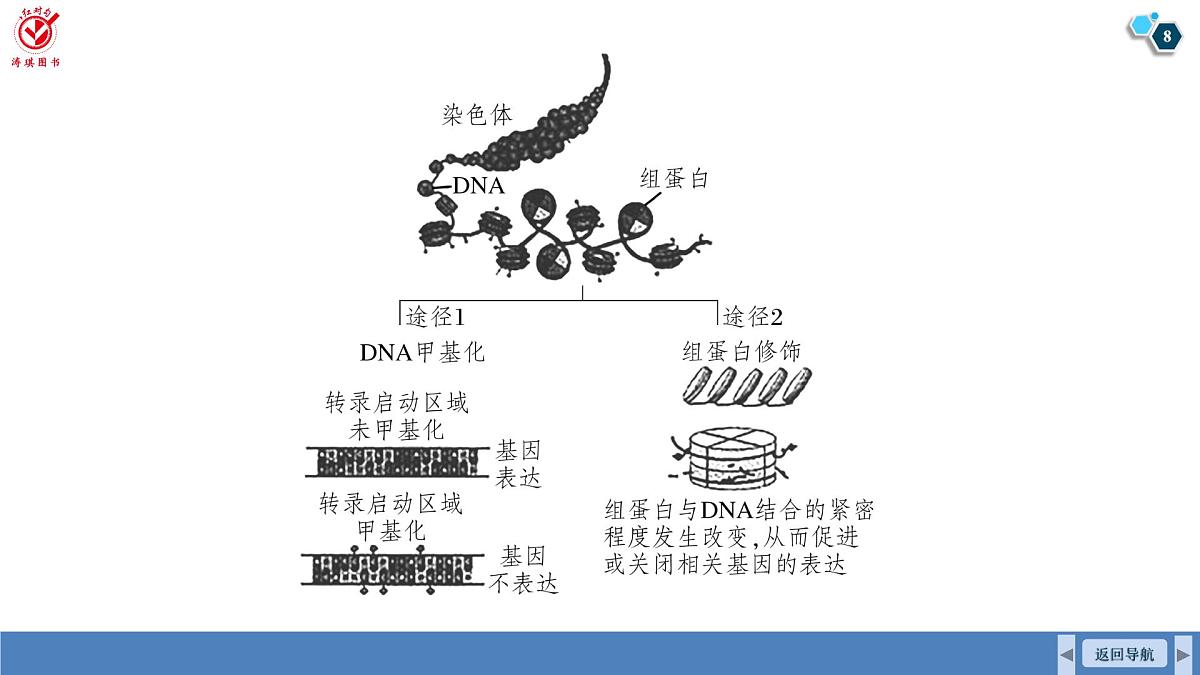高考生物【一轮复习】课件 第六单元 命题情境4 基因表达的调控、表观遗传第8页