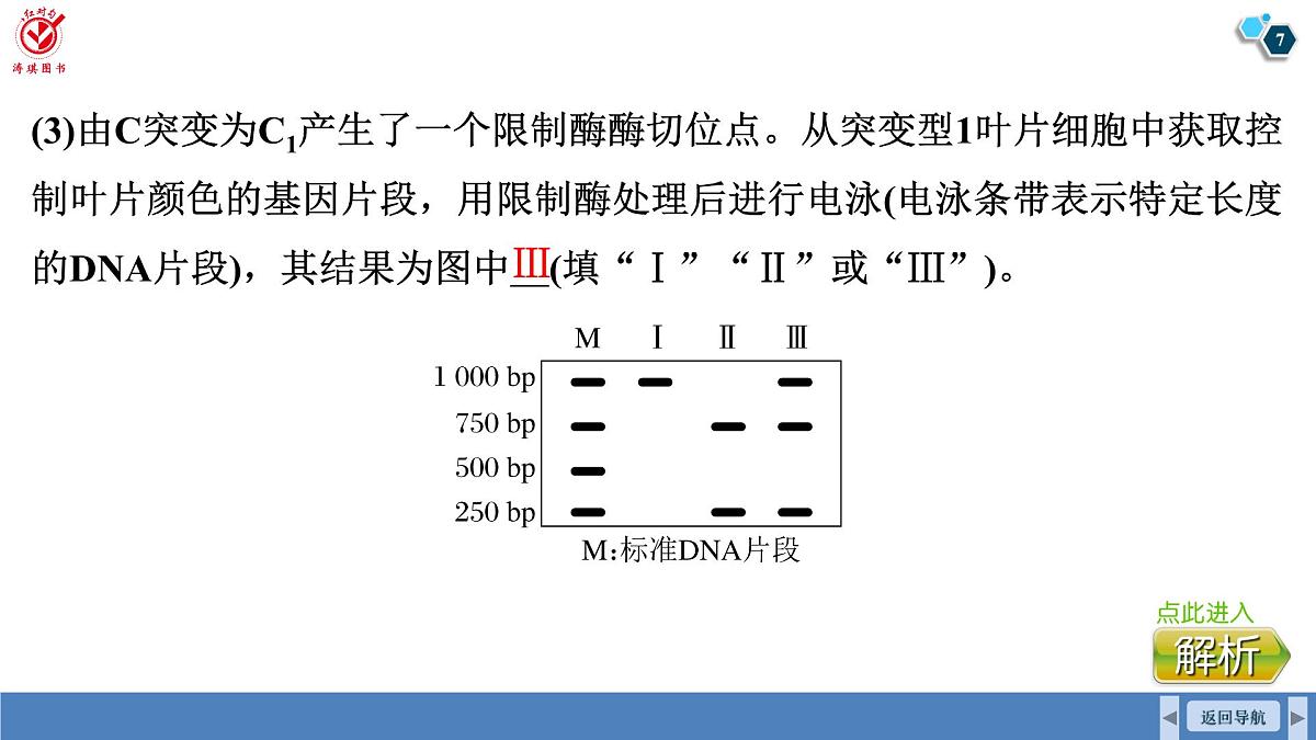 高考生物【一轮复习】课件 第七单元 微专题六 利用“假说—演绎法”解决生物变异实验探究题第7页
