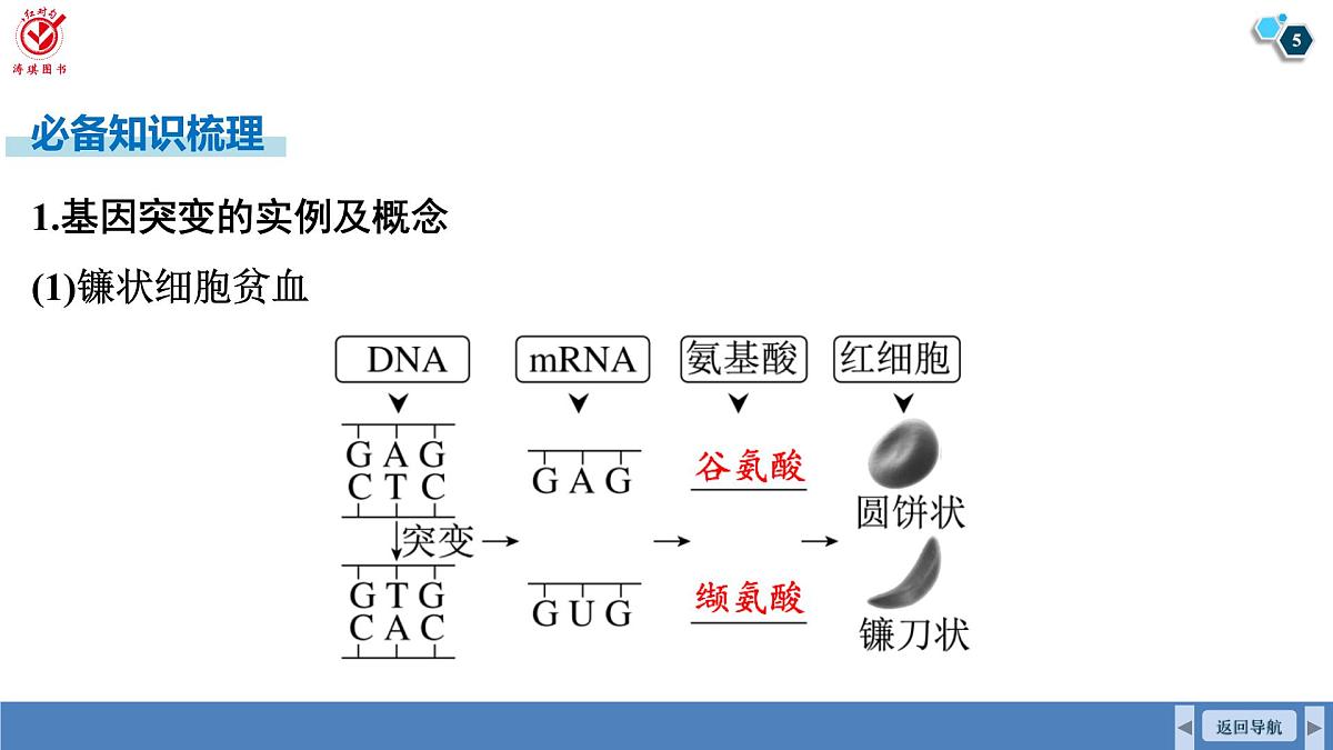 高考生物【一轮复习】课件 第七单元 第三十课时 基因突变和基因重组第5页
