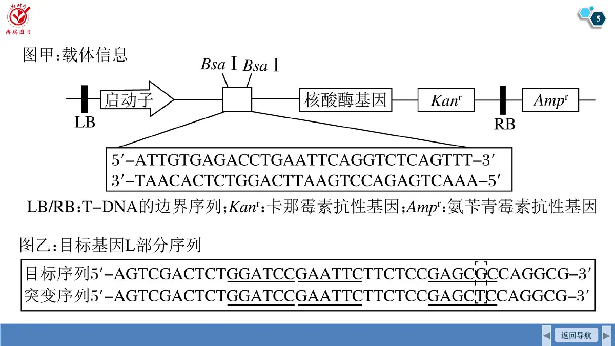 高考生物【一轮复习】课件 第十单元 命题情境7 PCR及电泳第5页