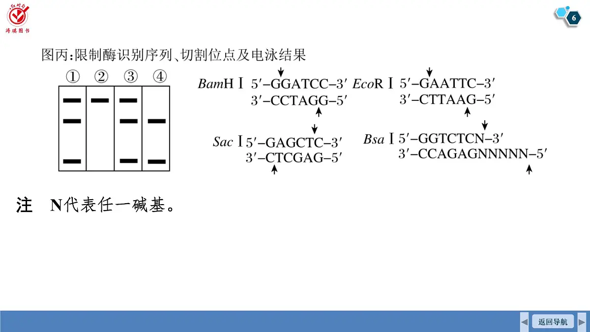 高考生物【一轮复习】课件 第十单元 命题情境7 PCR及电泳第6页