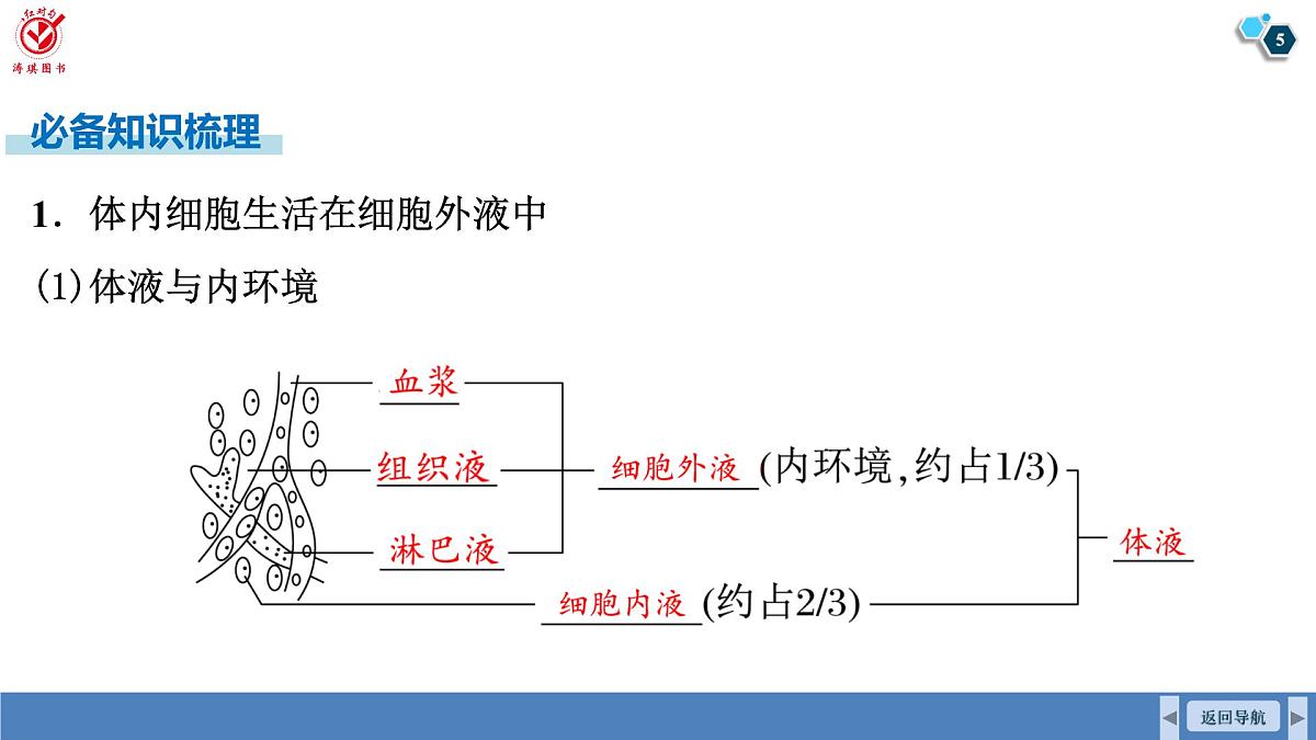 高考生物【一轮复习】课件第八单元 第33课时 人体的内环境与稳态第5页