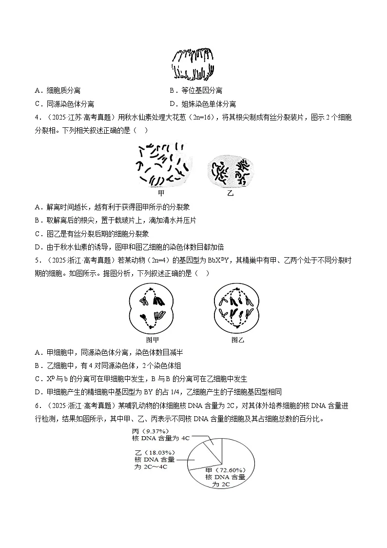 三年(2023-2025)高考生物真题分类汇编:专题04 细胞的增殖和生命历程(全国通用)(原卷版)第3页