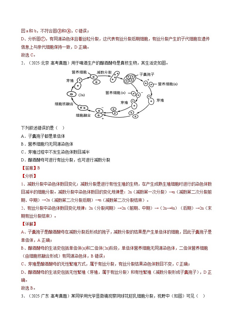 三年(2023-2025)高考生物真题分类汇编:专题04 细胞的增殖和生命历程(全国通用)(解析版)第3页