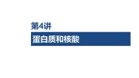 第4讲 蛋白质和核酸-2026年高考生物一轮复习课件(含练习、讲义及答案)