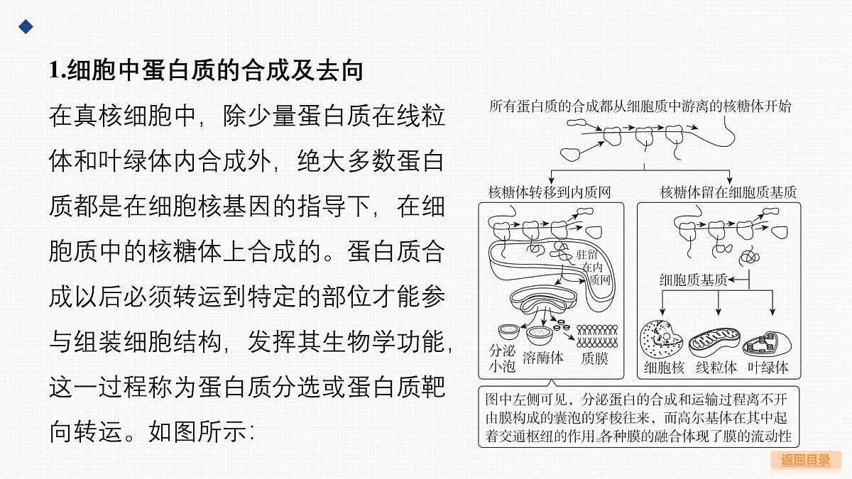 03-微专题1 囊泡运输与蛋白质的分选途径第3页