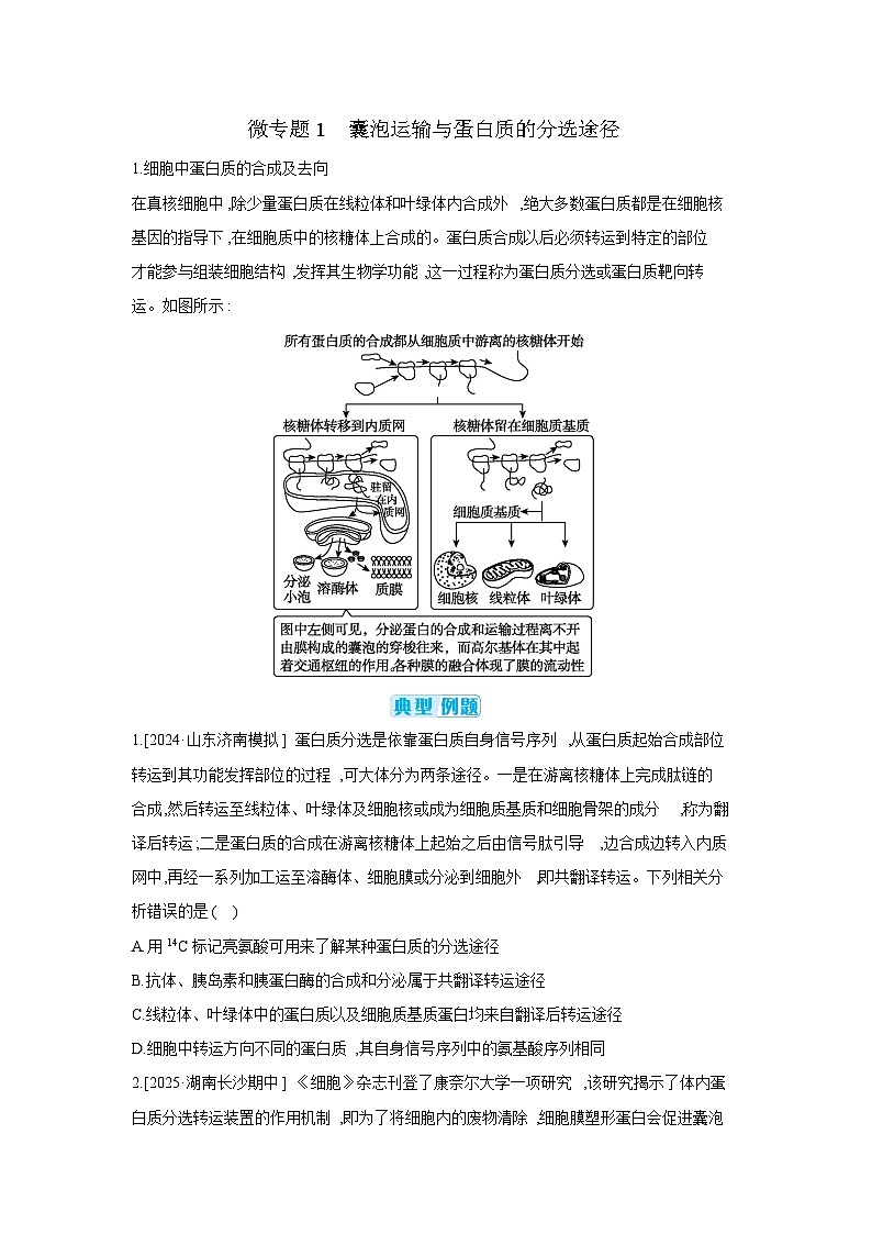 03 微专题1 囊泡运输与蛋白质的分选途径 【正文】【听课手册】第1页