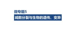 微专题5 减数分裂与生物的遗传、变异-2026年高考生物一轮复习课件(含练习、讲义及答案)