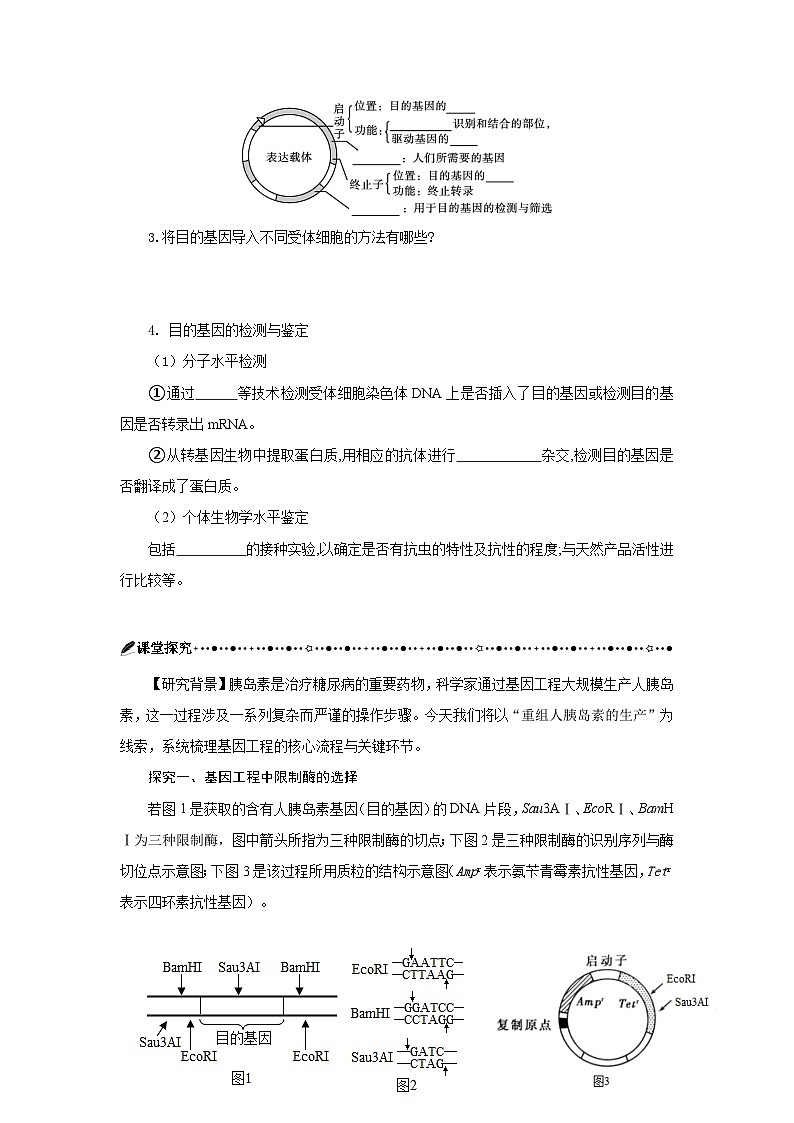 第3章 基因工程章末复习 学案-2024-2025学年高二下学期生物人教版选择性必修3第2页