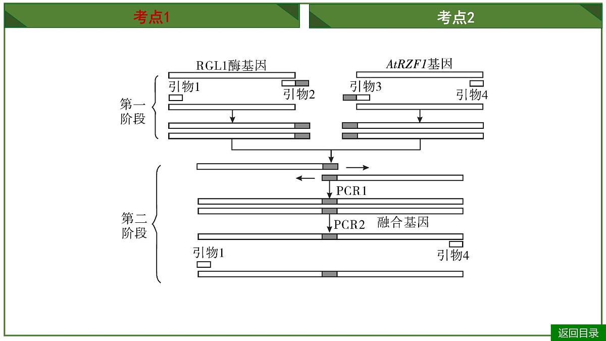 2026届高考生物一轮专题复习:专题10 微专题9 PCR和基因编辑技术 课件第6页