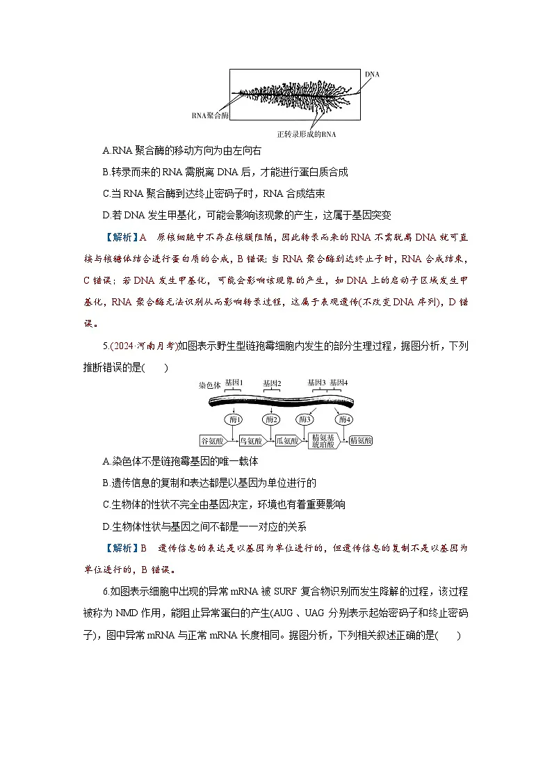 2026届高考生物学一轮专题复习练习:专题6 第3讲 基因的表达 习题及答案解析第2页