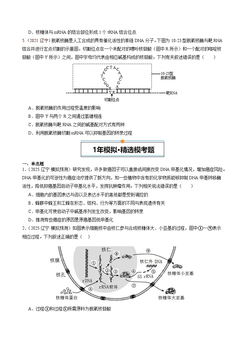 5年(2021-2025)高考1年模拟生物真题分类汇编专题05 遗传的分子基础(原卷版)(黑吉辽蒙专用)第3页