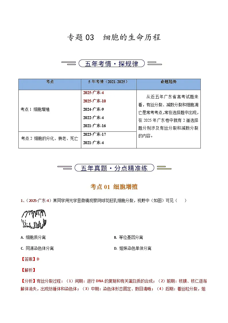 5年(2021-2025)高考1年模拟生物真题分类汇编专题03 细胞的生命历程(解析版)(广东专用)第1页