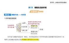 1.1細(xì)胞生活的環(huán)境知識(shí)點(diǎn)串講課件+分層訓(xùn)練-人教版高中生物高二上冊(cè)（選必一）