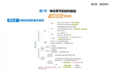 2.1神經(jīng)調(diào)節(jié)的結(jié)構(gòu)基礎(chǔ)知識(shí)點(diǎn)串講課件+分層訓(xùn)練-人教版高中生物高二上冊(cè)（選必一）