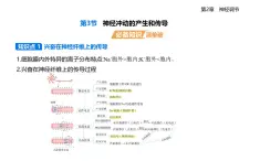 2.3神經(jīng)沖動(dòng)的產(chǎn)生和傳導(dǎo)知識(shí)點(diǎn)串講課件+分層訓(xùn)練-人教版高中生物高二上冊(cè)（選必一）