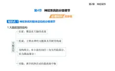 2.4神經(jīng)系統(tǒng)的分級(jí)調(diào)節(jié)知識(shí)點(diǎn)串講課件+分層訓(xùn)練-人教版高中生物高二上冊(cè)（選必一）