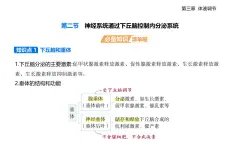 3.2  神經(jīng)系統(tǒng)通過下丘腦控制內(nèi)分泌系統(tǒng)知識(shí)點(diǎn)串講課件+分層訓(xùn)練-浙科版高中生物高二上冊(cè)（選必一）
