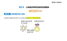 4.3 人體通過特異性免疫對(duì)抗病原體知識(shí)點(diǎn)串講課件+分層訓(xùn)練-浙科版高中生物高二上冊(cè)（選必一）