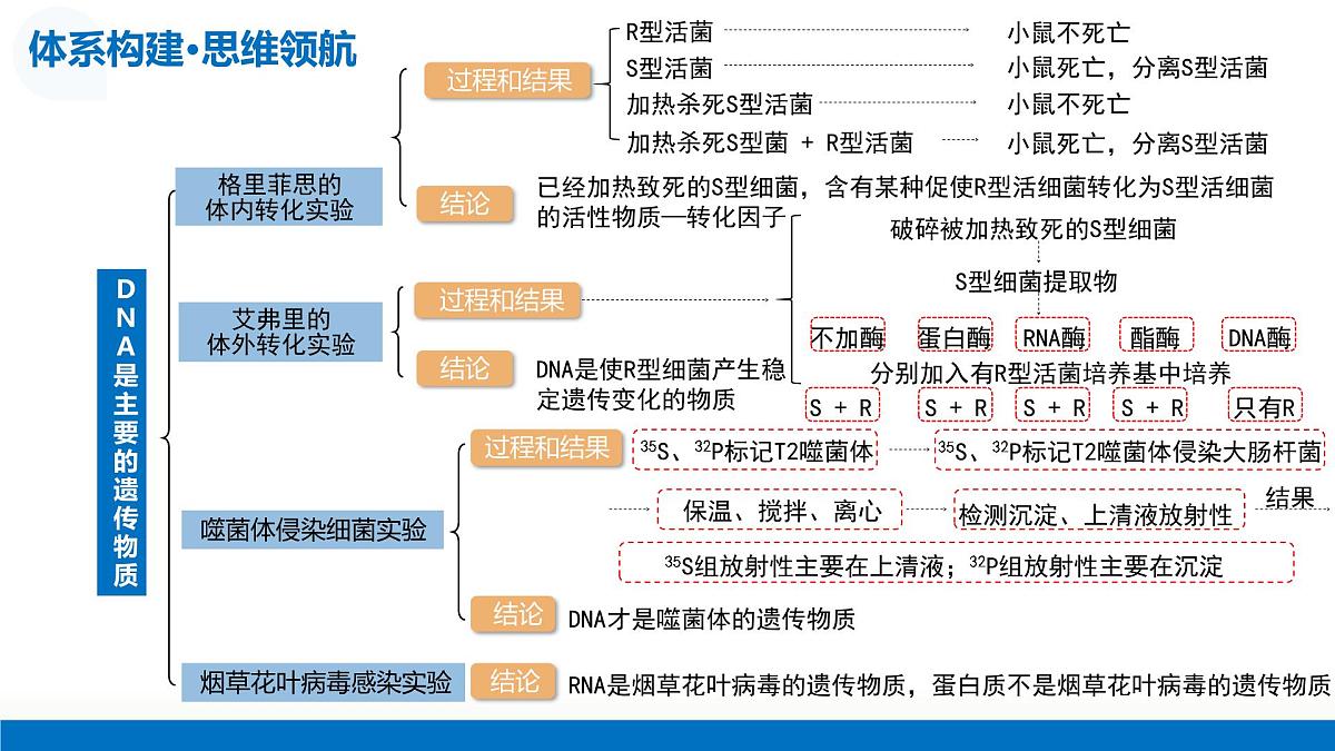第19讲+DNA是主要的遗传物质(复习课件)(四川专用)2026年高考生物一轮复习讲练测第6页