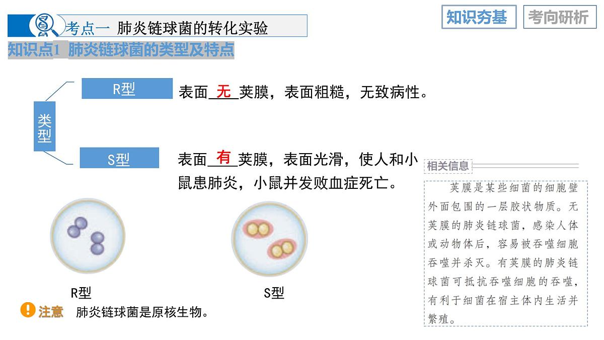 第19讲+DNA是主要的遗传物质(复习课件)(四川专用)2026年高考生物一轮复习讲练测第8页