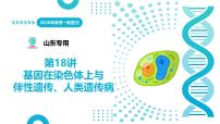 第18讲+基因在染色体上与伴性遗传、人类遗传病（复习课件）2026年高考生物一轮复习讲练测