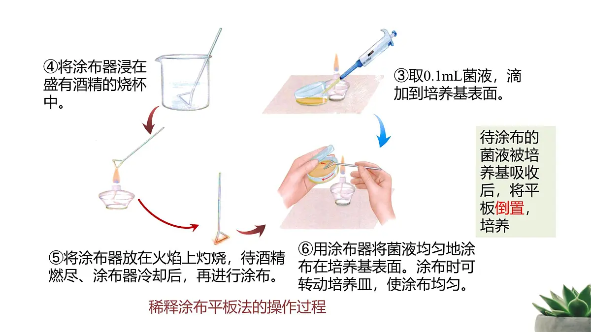 人教版高中生物选修3 1-2《微生物的培养技术及应用》第2课时 教学课件第7页