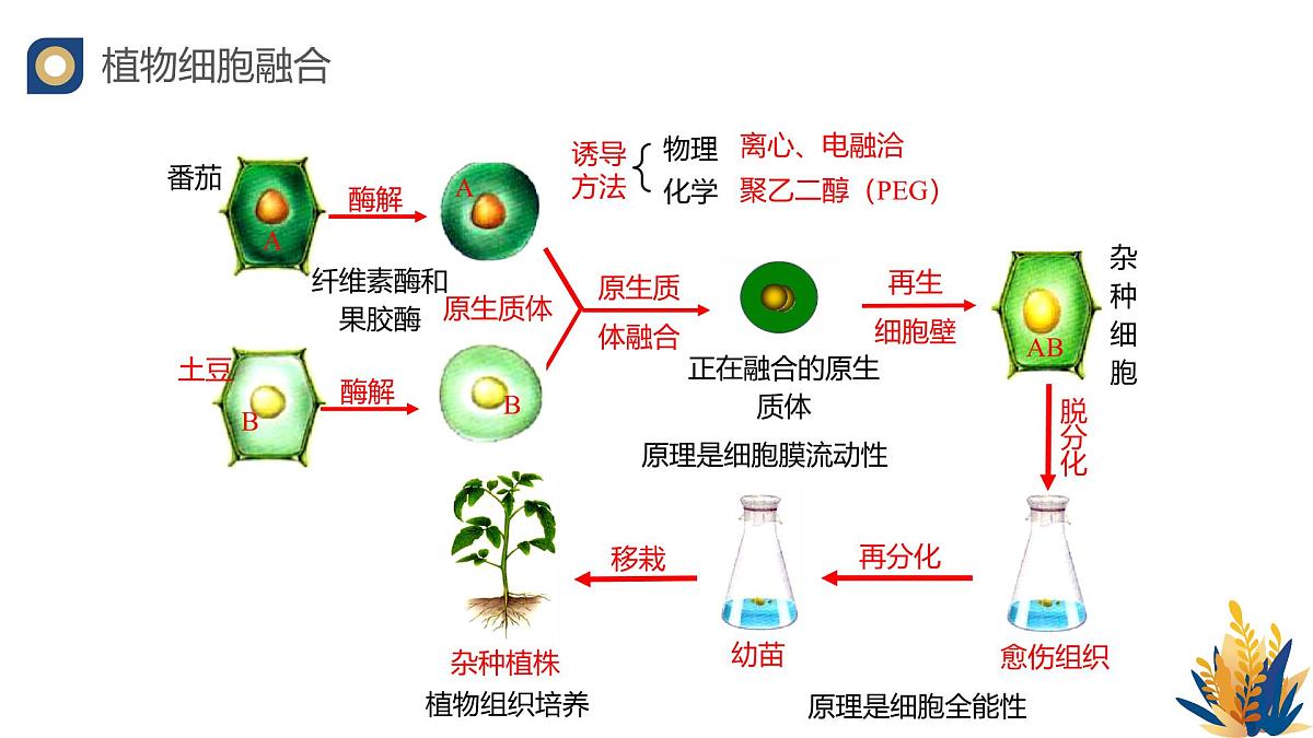 人教版高中生物 选修3《2-2 动物细胞的融合技术单克隆抗体》教学课件第2页